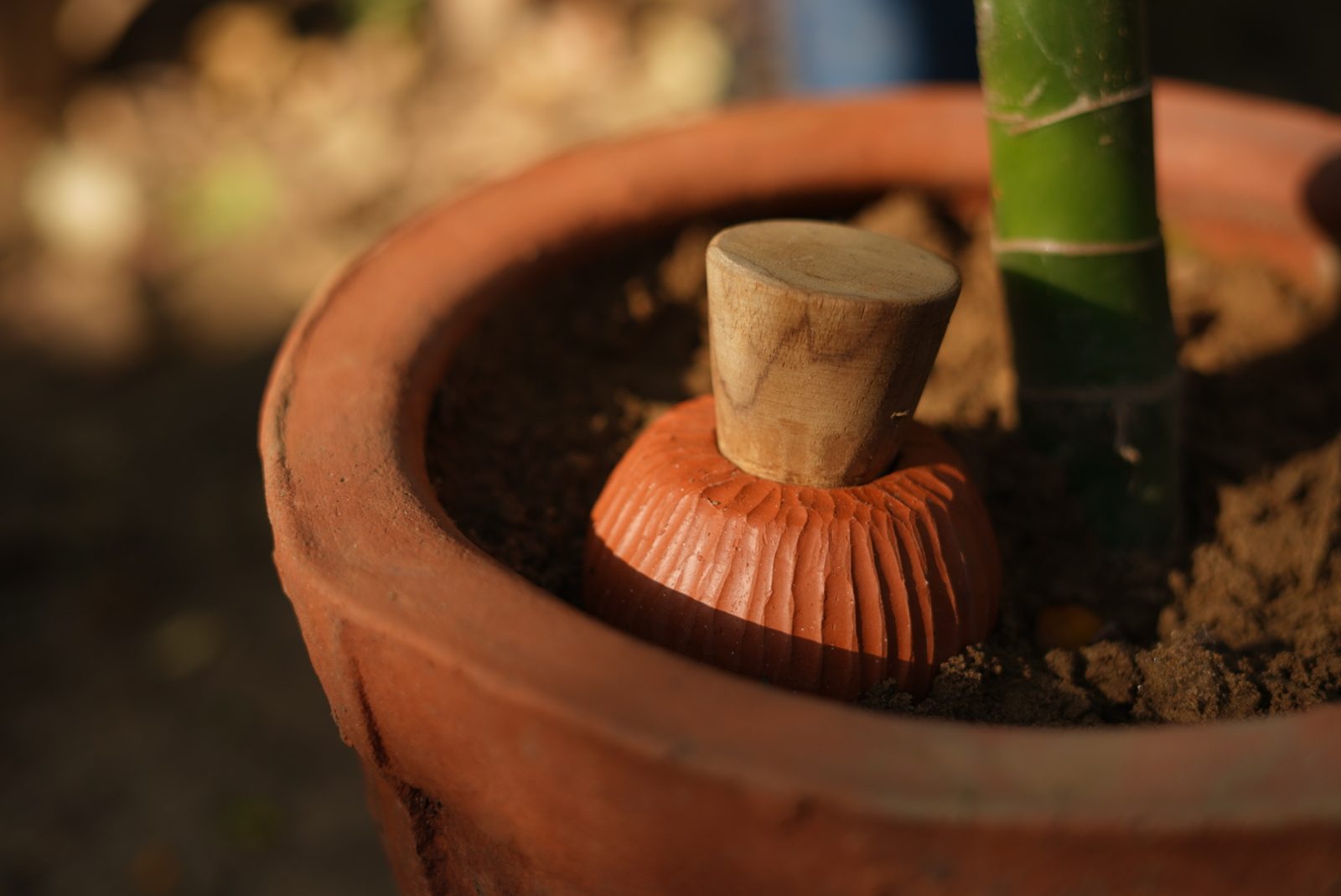 A terracotta cone with a wooden stopper set into the soil of a planter beside a bamboo stem